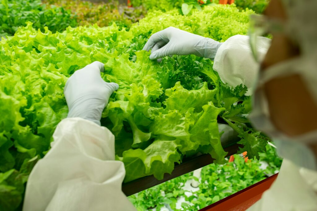 A worker in a greenhouse engaging in soilless gardening, inspecting lettuce through the innovative method of hydroponics.