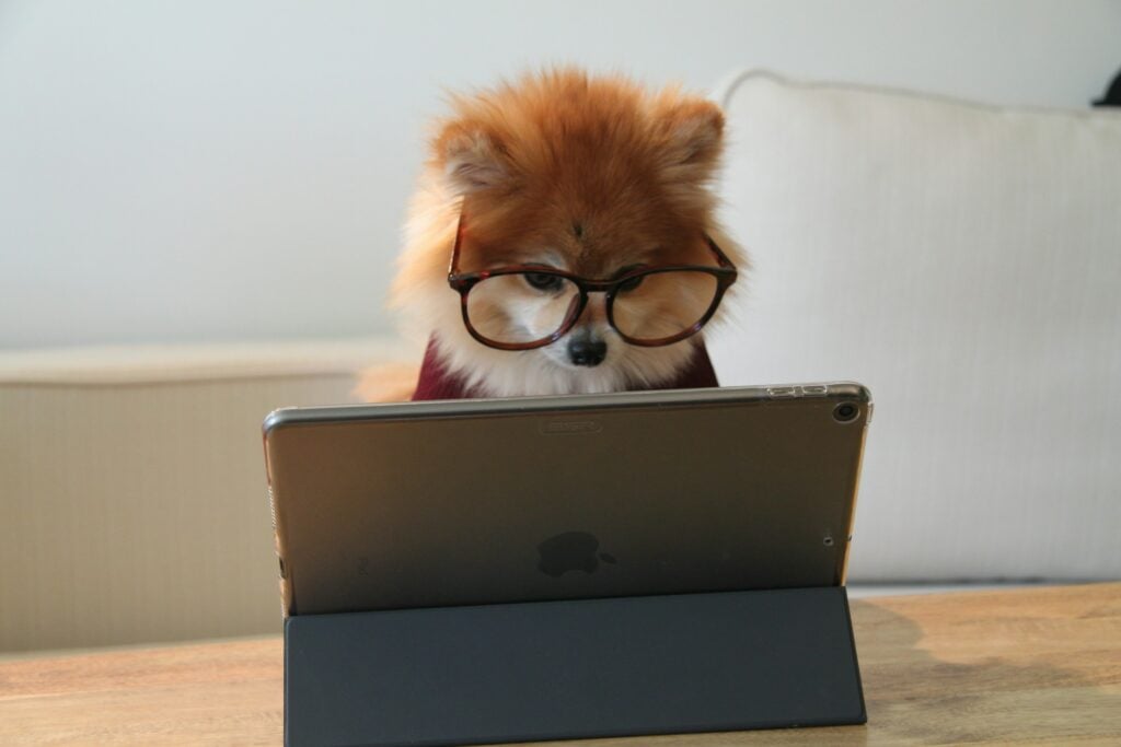 Savvy Shoppers can find a dog wearing glasses engrossed in using an iPad.