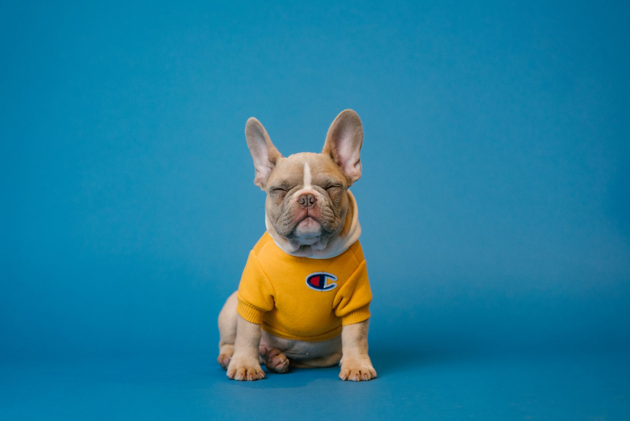 How To Start A Pet Photography Business