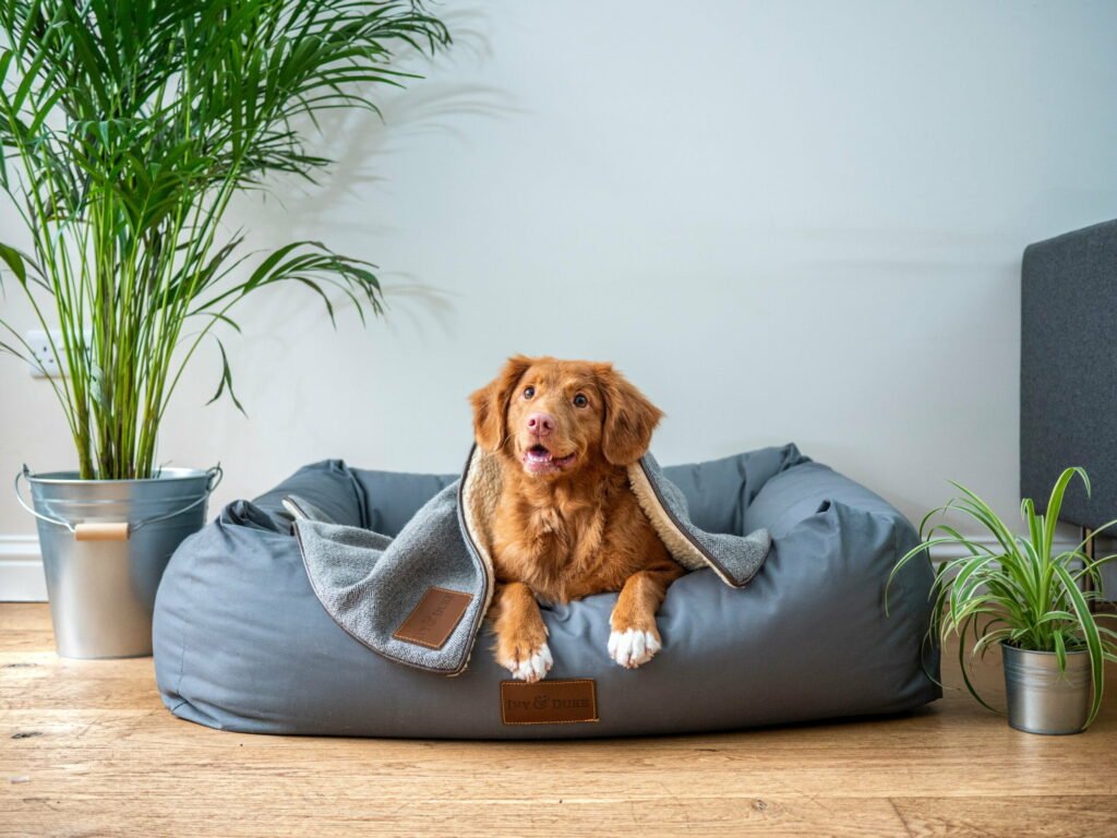 How to Start a Pet Photography Business?