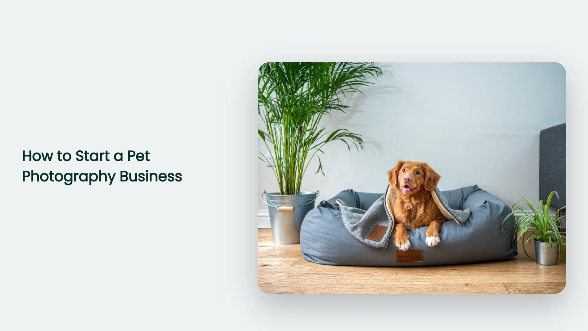 How To Start A Pet Photography Business? CJ&CO