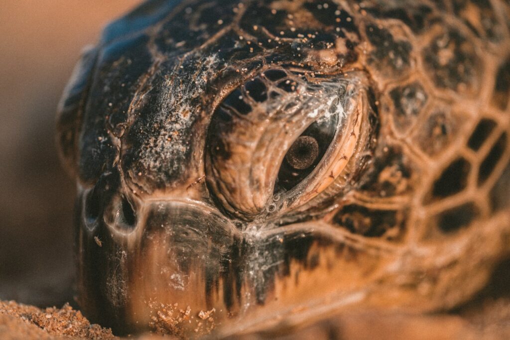 A close up of a sea turtle on the sand, scaled-out high-availability.