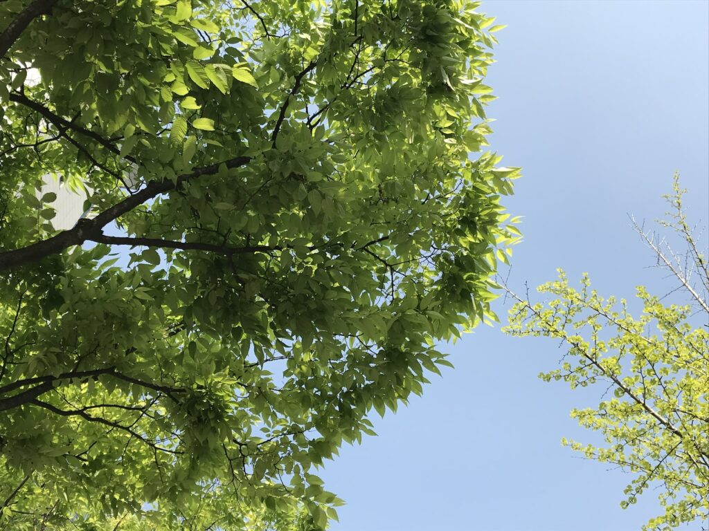 A tree with green leaves under a blue sky.