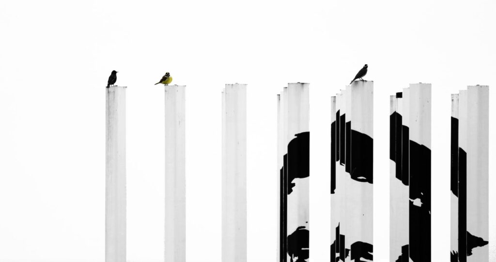 A black and white photo of birds perched on industrial poles.