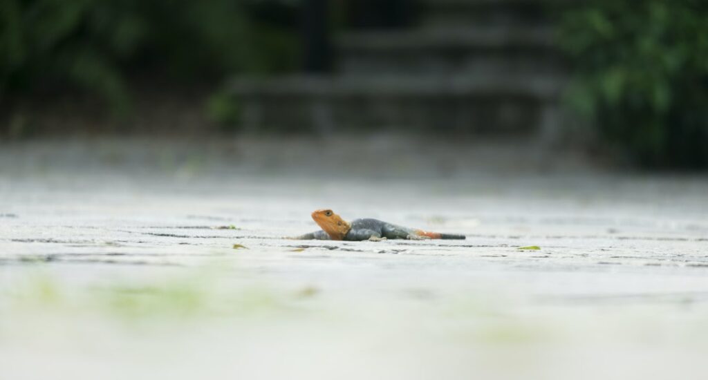 Revitalize organic traffic with long-tail keywords.