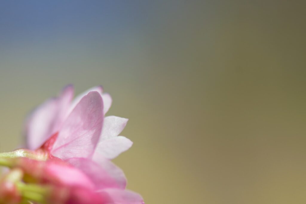 A blurry background with a pink flower.